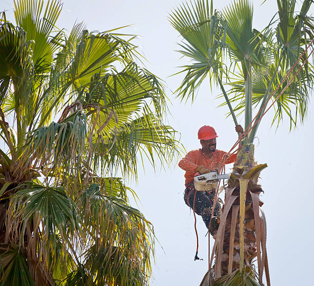 How Our Tree Care Process Works  in  Parsippany, NJ