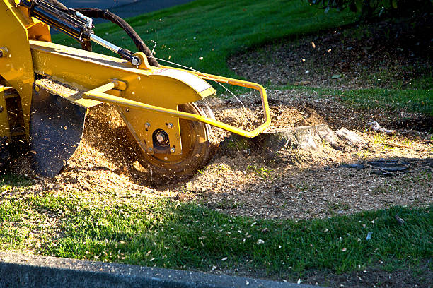 Reliable Parsippany, NJ Tree Care Services Solutions